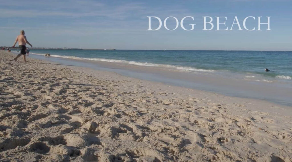 Melbournes Best Dog Beaches, dog beach, dog beaches Melbourne