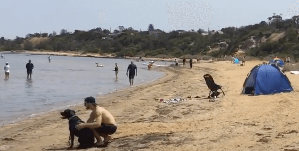 Ricketts point dog beach melbourne